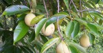 buah pala