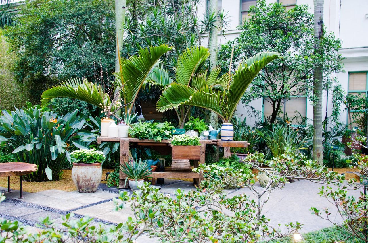 Pilihan Tanaman Hias dengan Aroma Segar untuk Ruangan Anda